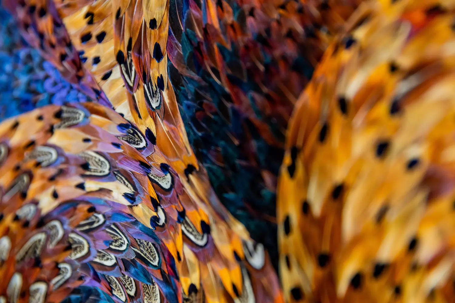 Feather framing featuring brown COLCHIS pheasant feathers with patterns