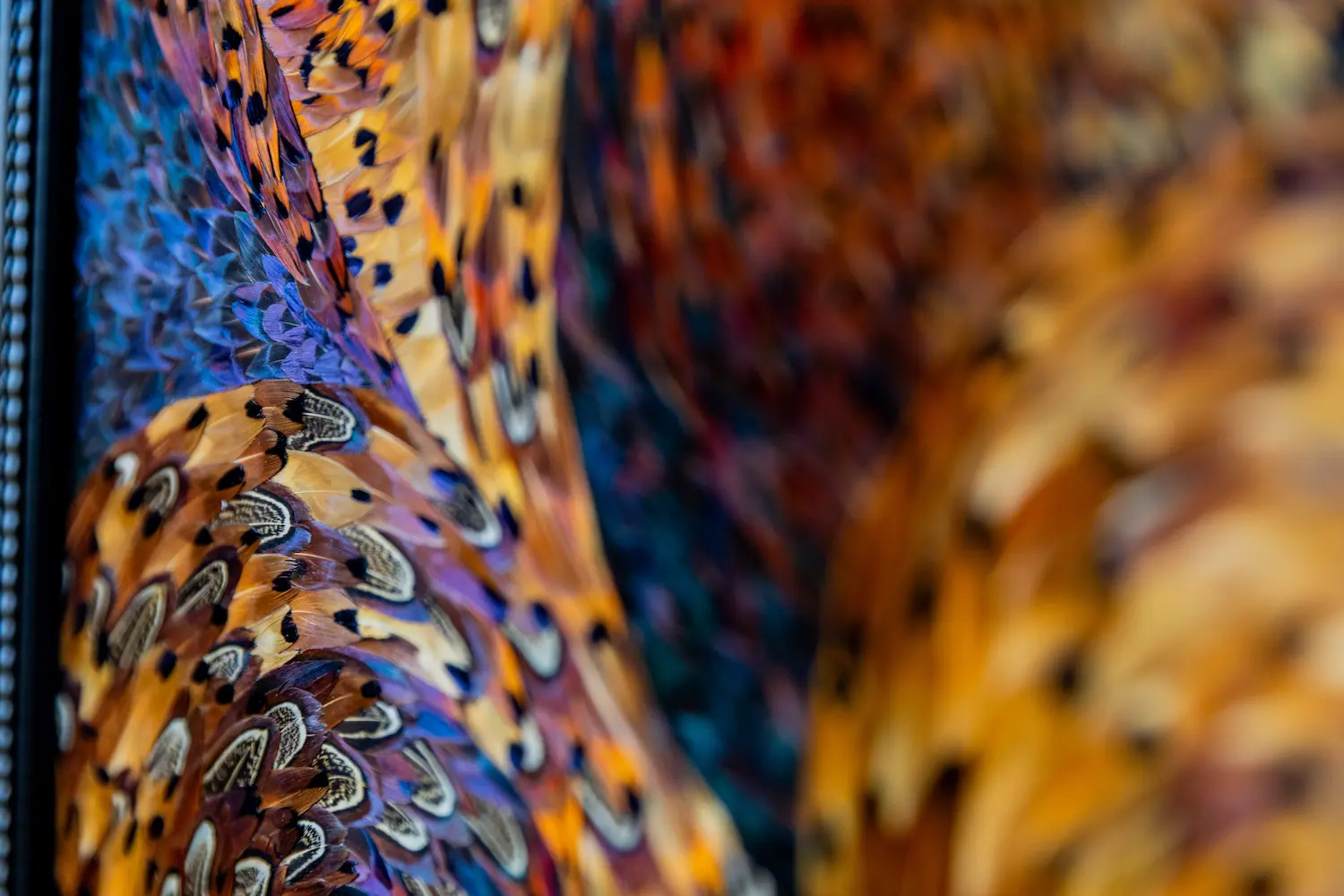 Feather framing featuring brown COLCHIS pheasant feathers with patterns
