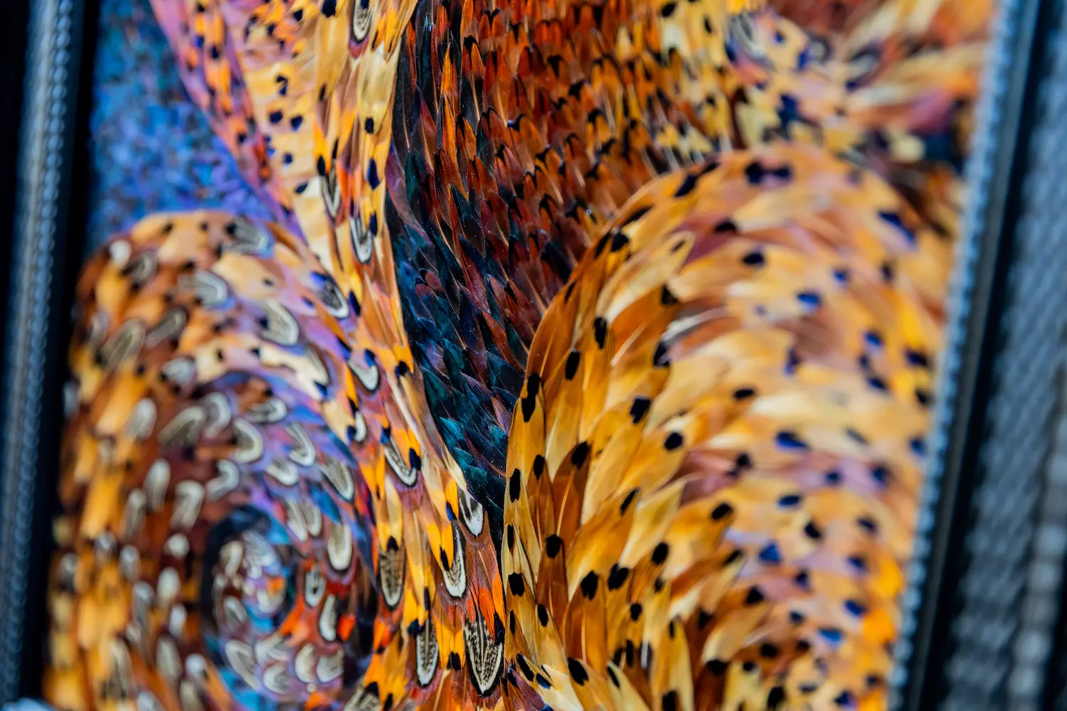 Feather framing featuring brown COLCHIS pheasant feathers with patterns
